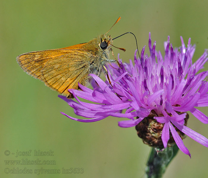 Large skipper Ochlodes venatus sylvanus