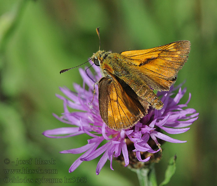 Rostfarbiger Dickkopffalter Ochlodes venatus sylvanus