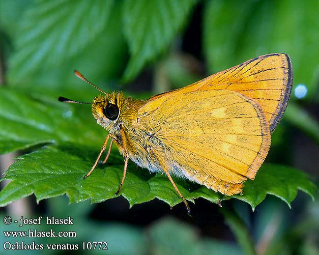 Ochlodes venatus sylvanus Large skipper Rostfarbiger