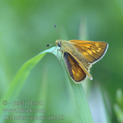 Ochlodes venatus Groot Dikkopje コキマダラセセリ