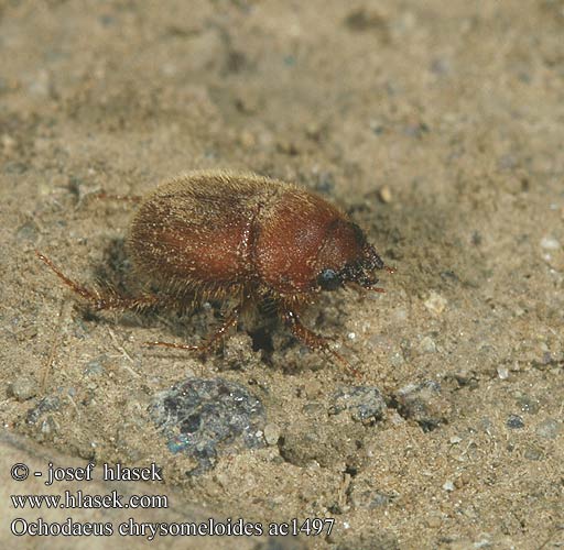 Ochodaeus chrysomeloides Оходеус листоедовидный