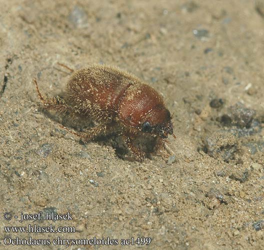 Ochodaeus chrysomeloides Оходеус листоедовидный