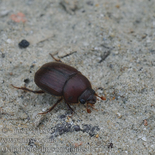 Ochodaeus chrysomeloides Оходеус листоедовидный