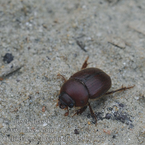 Оходеус листоедовидный Ochodaeus chrysomeloides