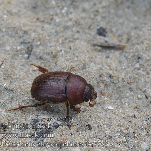 Оходеус листоедовидный Ochodaeus chrysomeloides