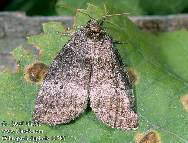 Ochropacha duplaris Common Lutestring Můřice dvojtečná Falica dwojnica Môrka dvojbodá Double-Ligne Zweipunkt-Eulenspinner Björkblekmaskspinnare Punkthalvspinner Pikkuvillaselkä Tweestip-orvlinder Серпокрылка