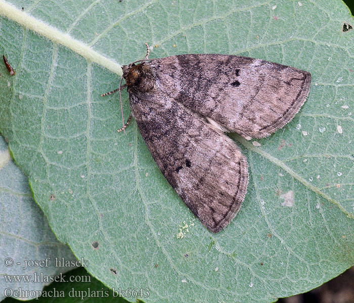 Серпокрылка Ochropacha duplaris Common Lutestring