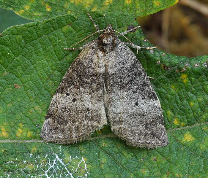 Ochropacha duplaris