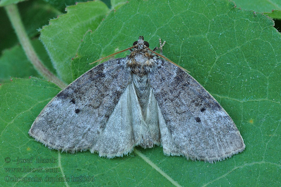 Ochropacha duplaris