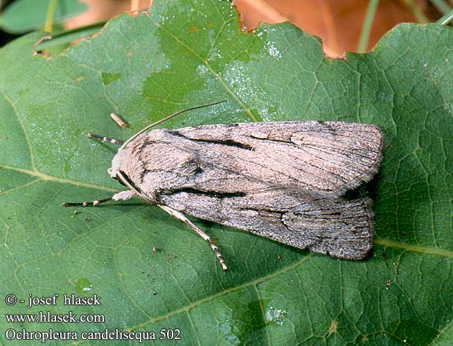 Ochropleura candelisequa 502