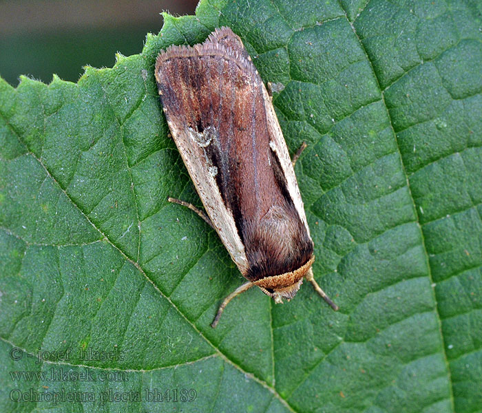 Flame Shoulder Ochropleura plecta