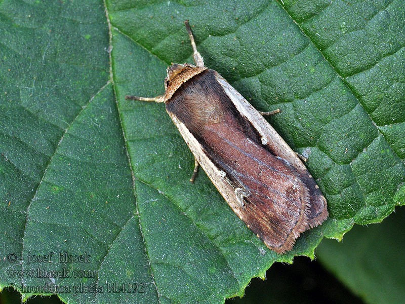 Violettbraune Erdeule Ochropleura plecta