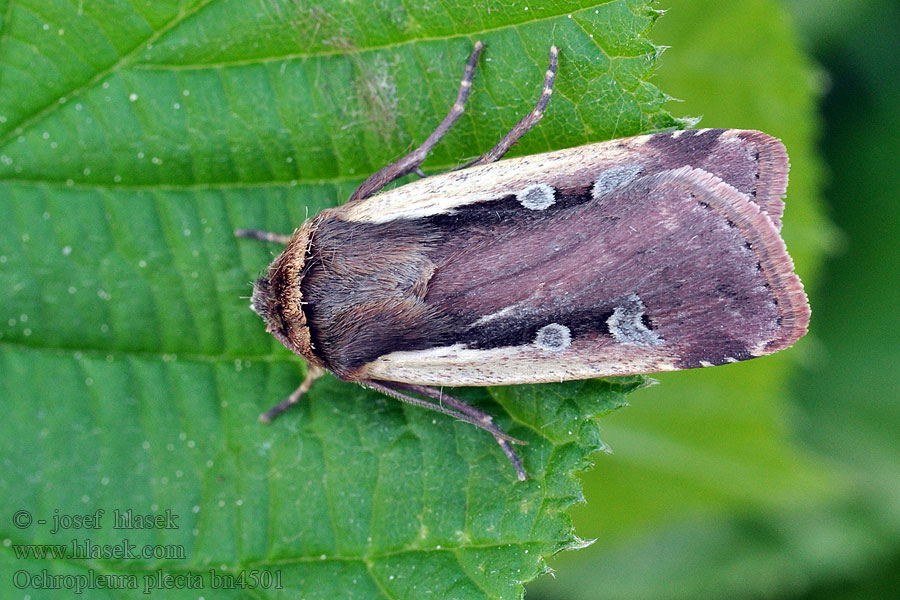 Osenice čekanková Ochropleura plecta