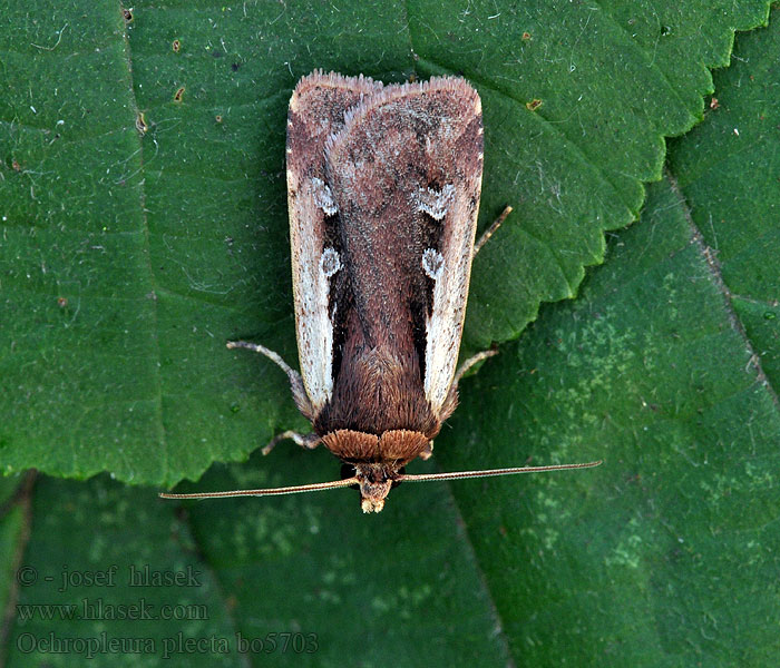 Rolnica boćwinówka Ochropleura plecta