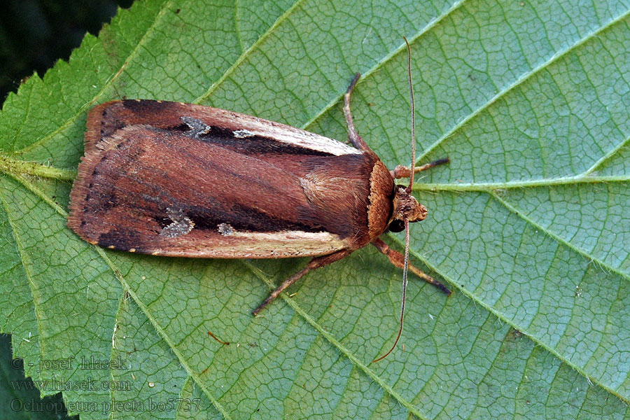 Siatica čakanková Ochropleura plecta