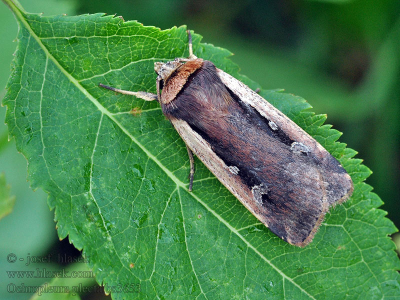 Litet jordfly Ochropleura plecta