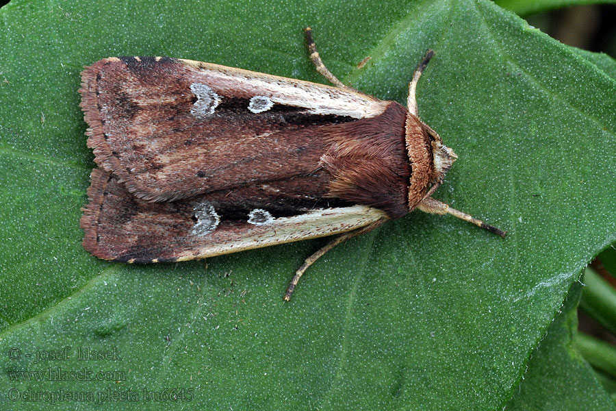 Plektafly Pikkumaayökkönen Ochropleura plecta