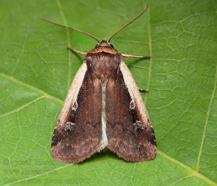 Siatica čakanková Ochropleura plecta