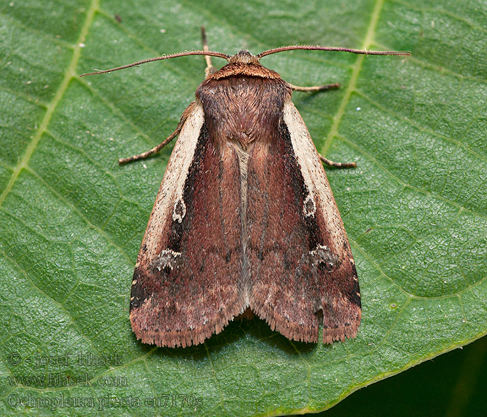 Rolnica boćwinówka Ochropleura plecta