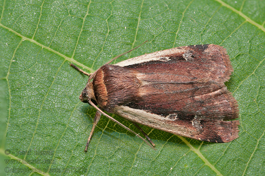 Osenice čekanková Ochropleura plecta