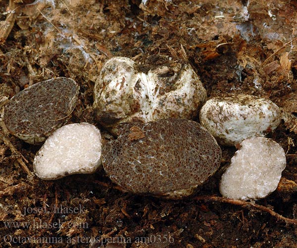 Octavianina asterosperma Octaviania Arcangeliella