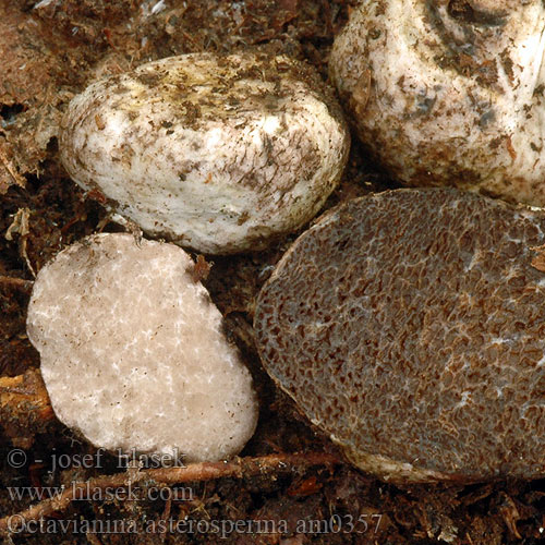 Octavianina asterosperma am0357