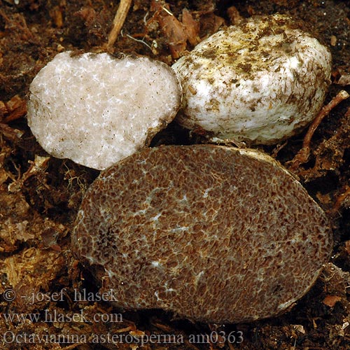 Octavianina asterosperma am0363