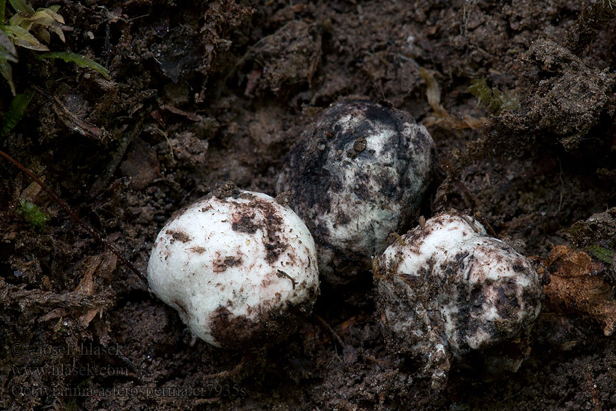 Masovka hvězdovýtrusá Mäsovka Vellugtende Octavianina asterosperma