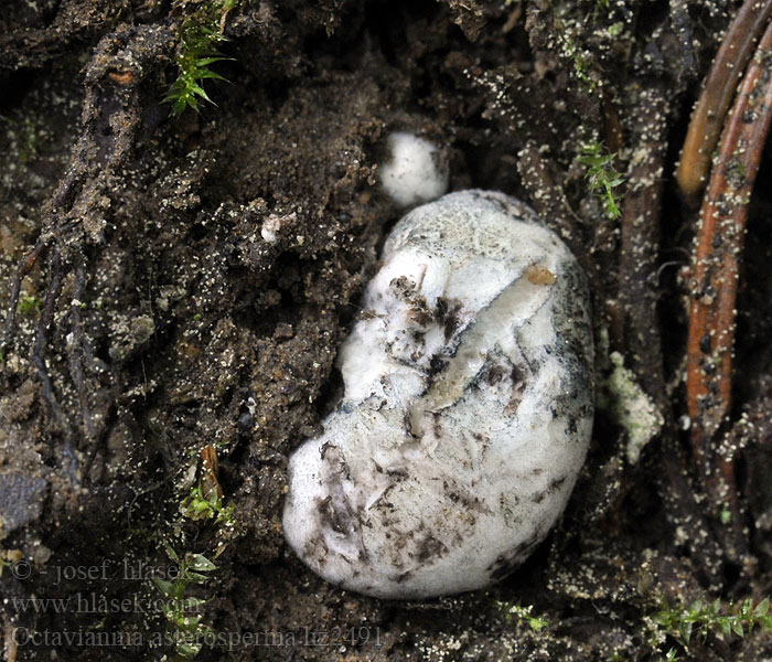 Masovka hvězdovýtrusá Octavianina asterosperma