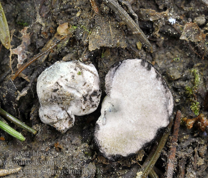 Kokosknoll Octavianina asterosperma