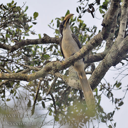 Ocyceros gingalensis Ceylon Grey-Hornbill Zoborožec srílanský Ceylontoko Sri Lanka-gråtoko Cálao Gris Cingalés Srilankantoko Calao Ceylan Bucero grigio Sri Lanka ニシインドコサイチョウ Singaleserhornfugl Toko cejlonski Zobákorožec sivo-biely