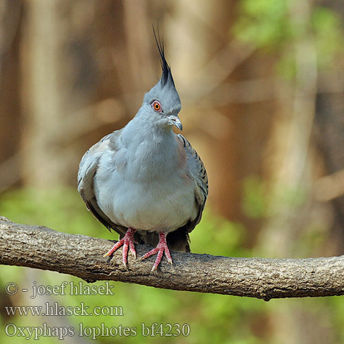 Ocyphaps lophotes Crested Pigeon Holub chocholatý Spitzschopftaube Australsk Topdue Paloma-bronce Crestuda Töyhtökyyhky Colombine longup Piccione alibronzate crestato レンジャクバト Spitskuifduif Toppdue Aborygenek dlugoczuby Holúbok chochlatý Tofsduva Хохлатый бронзовокрылый голубь