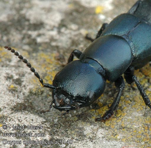 Ocypus ophtalmicus ac9140