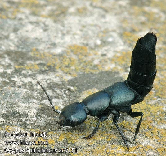 Ocypus ophtalmicus ac9151