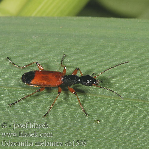 Odacantha melanura ab1508