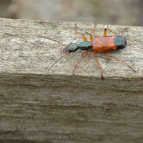 Odacantha melanura ag5789