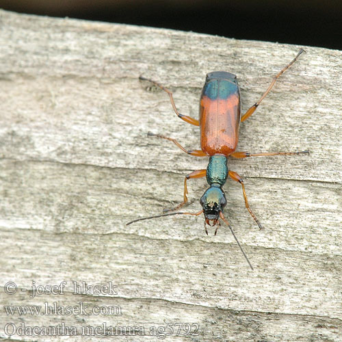 Odacantha melanura ag5792