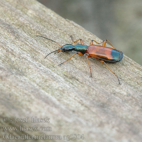 Odacantha melanura ag5804