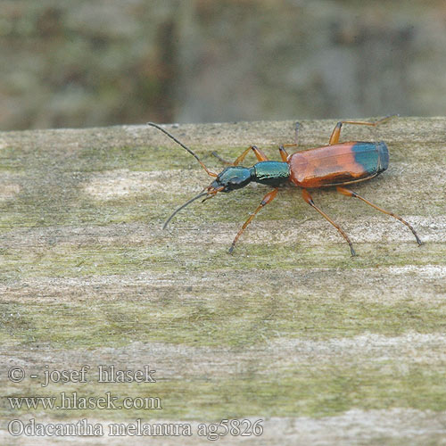 Odacantha melanura ag5826