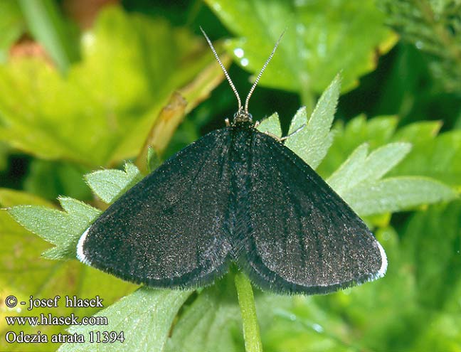 Odezia atrata Chimney Sweeper Fekete araszoló Schwarzspanner