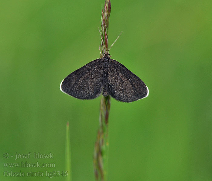 Odezia atrata Chimney Sweeper