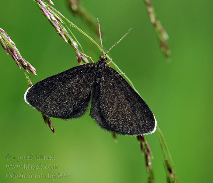 Odezia atrata Schwarzspanner