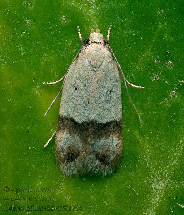 Odites kollarella