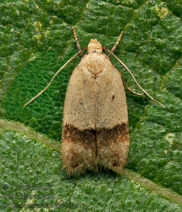 Odites kollarella