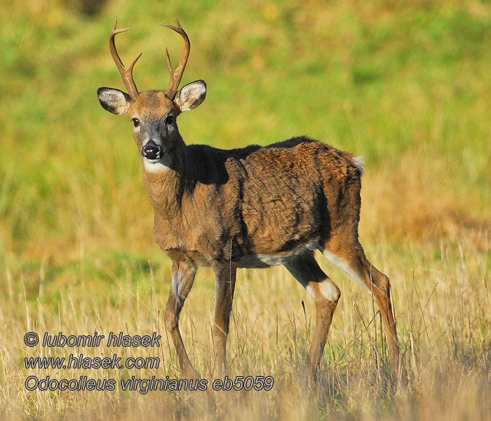 Odocoileus virginianus