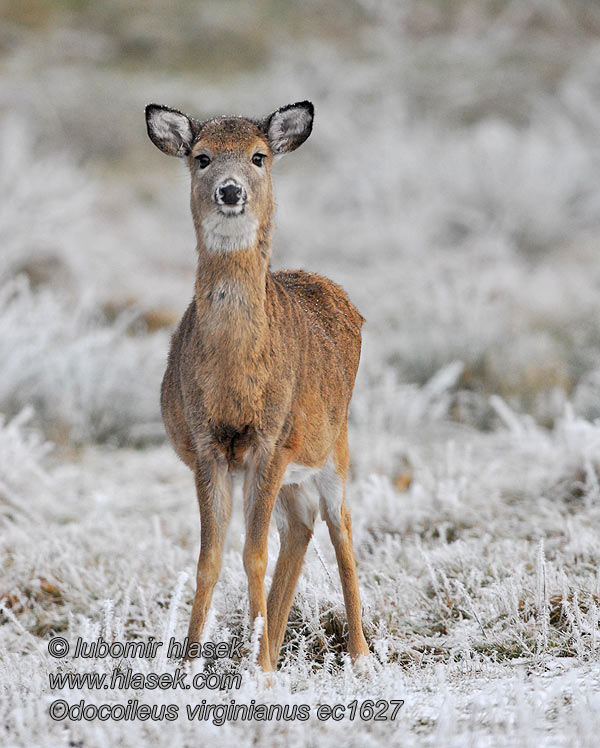 Odocoileus virginianus