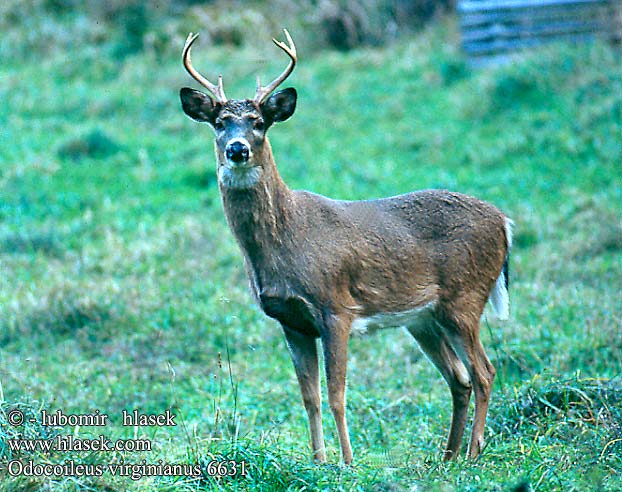 Odocoileus virginianus Weisswedelhirsch Weißwedelhirsch Jelenec běloocasý