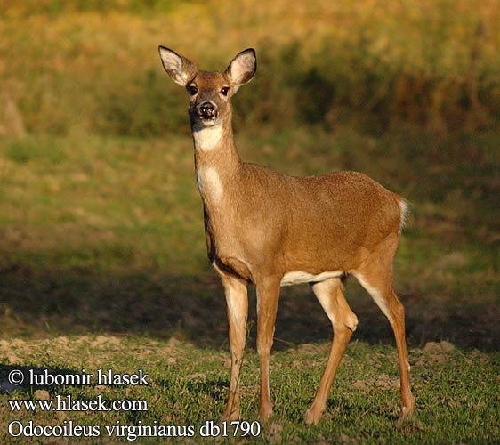 Odocoileus virginianus db1790