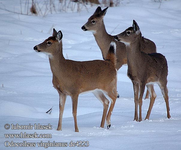 Odocoileus virginianus dc4223