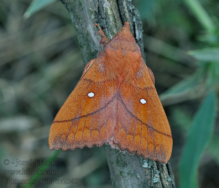 Odonestis pruni